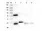 Anti-RAT IgG (H&L)  (Peroxidase Conjugated) Secondary Antibody